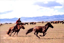mgchevaux